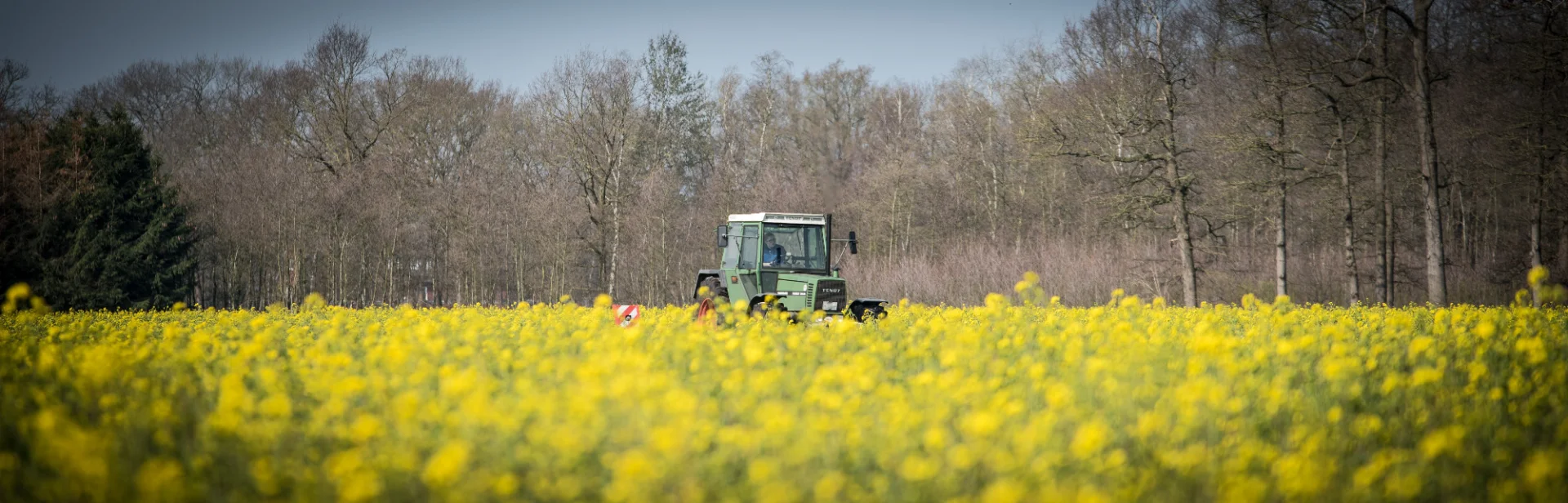Ein Traktor fährt durch ein gelb blühendes Feld vor einer Baumreihe. Das Bild steht für ländliche Genossenschaften und starke landwirtschaftliche Kooperationen in Weser-Ems.