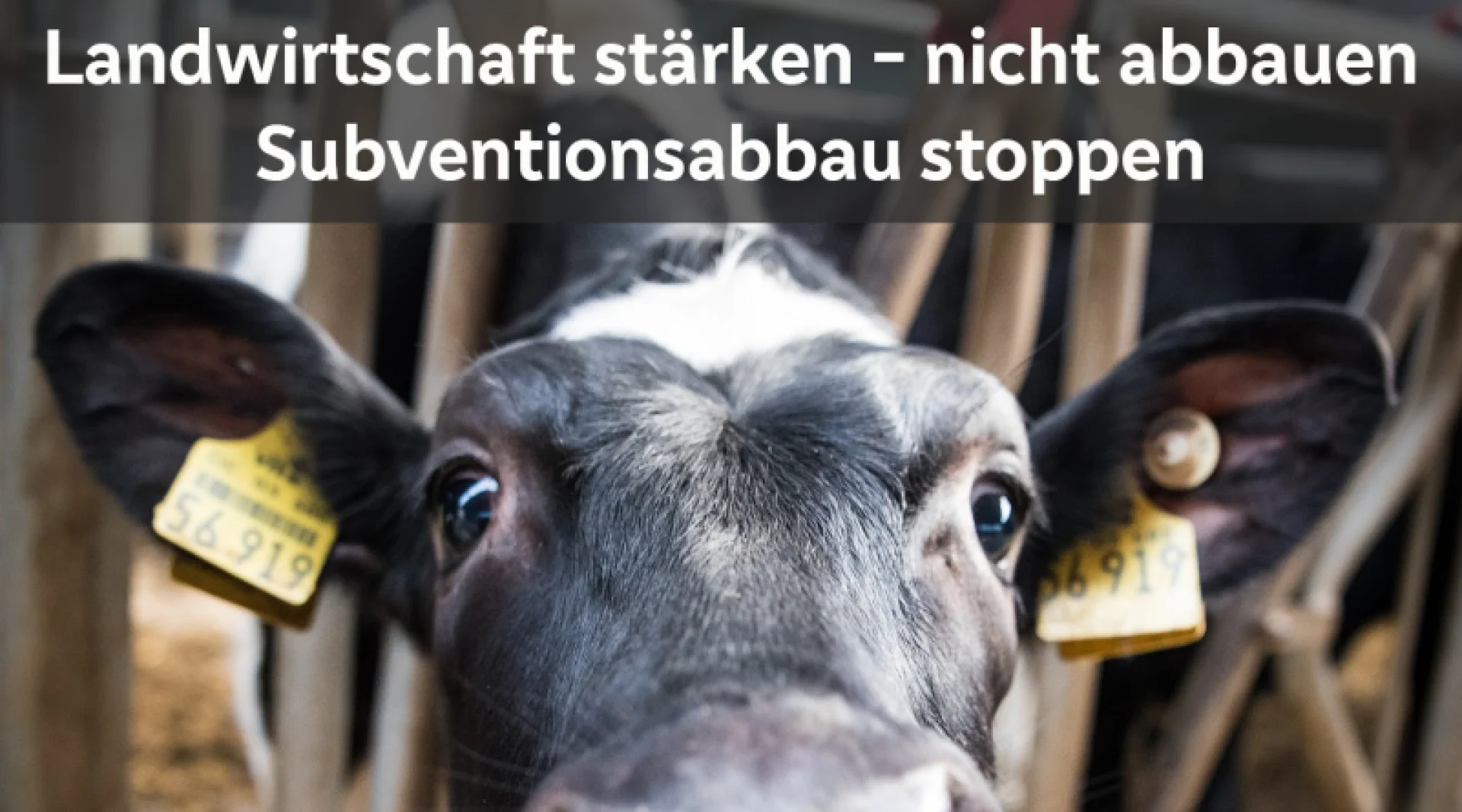 Foto: pixabay / Wolfgang Ehrecke
