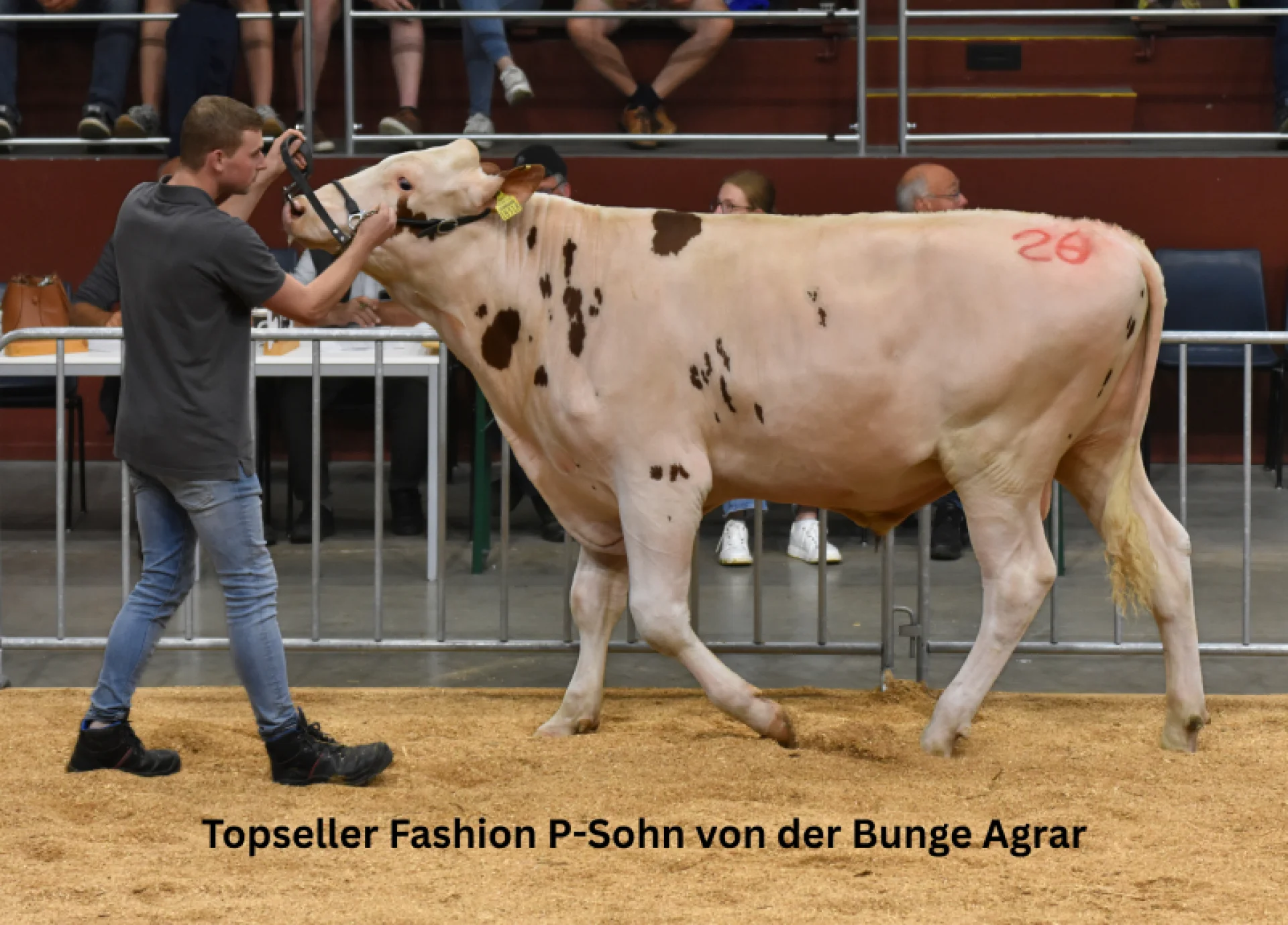 Topseller in Osnabrück P-Sohn von der Bunge Agrar wird für 6.000 Euro veräußert